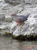 : Cinclus mexicanus; American Dipper