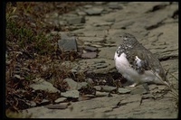 : Lagopus leucurus; White-tailed Ptarmigan