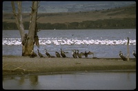 : Pelecanus onocrotalus; White Pelican