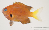 : Chromis agilis