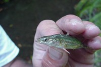 : Gasterosteus aculeatus aculeatus; Threespine Stickleback