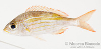 : Gnathodentex aureolineatus