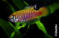 : Simpsonichthys parallelus