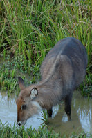 : Kobus ellipsiprymnus defassa; Defassa Waterbuck