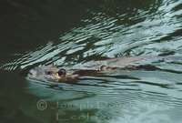 : Myocastor coypus; Nutria, Coypu