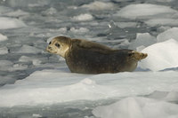 : Phoca vitulina; Harbor seal