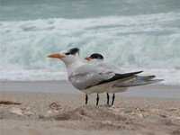 : Sterna maxima; Royal Tern