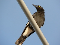 : Strepera graculina; Pied Currawong