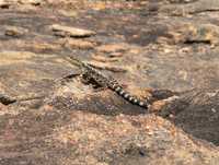 : Ctenophorus ornatus