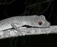 : Diplodactylus taenicauda; Golden-tailed Gecko