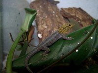 : Lygodactylus luteopicturatus
