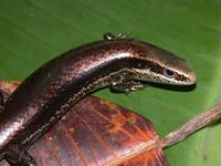 : Mabuya nigropalmata; Black Spotted Skink