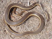 : Masticophis lateralis; California Striped Whipsnake