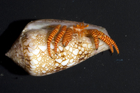 : Ciliopagurus strigatus