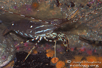 : Pandalus platycerus; Spot Prawn;