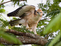 Philippine Hawk-Eagle Scientific name - Spizaetus philippensis