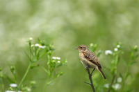 ［ノビタキ］ Siberian Stonechat / Saxicola maura / 13cm