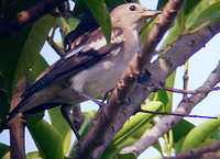 Birds of India - Purple-backed Starling - Sturnus sturninus - Sturnidae -