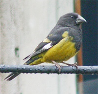 White-winged Grosbeak