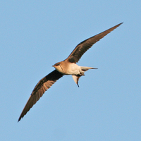 Black-winged Pratincole