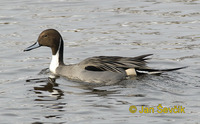 Photo of ostralka štíhlá, Anas acuta, Pintail, Spiessente