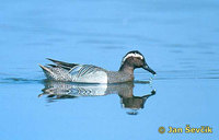 Photo of Anas querquedula Knäkente Garganey čírka modrá