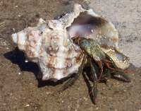 Anomura