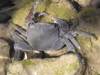 Pachygrapsus marmoratus - Marbled Rock Crab