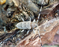 Acanthocinus aedilis - Timberman