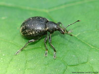 Liophloeus lentus