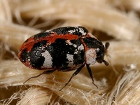 Anthrenus scrophulariae - Carpet Beetle