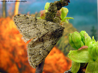 Apocheima pilosaria - Pale Brindled Beauty