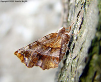 Selenia dentaria - Early Thorn