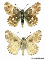 Carcharodus orientalis - Oriental Marbled Skipper