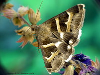 Grammodes stolida - Geometrician