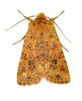 Conistra rubiginea - Dotted Chestnut