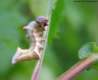Notodonta ziczac - Pebble Prominent