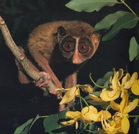 photo of slender loris