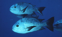 Macolor niger, Black and white snapper: fisheries, gamefish