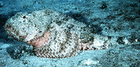 Scorpaena plumieri, Spotted scorpionfish: fisheries, aquarium