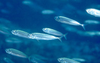 Trachurus picturatus, Blue jack mackerel: fisheries