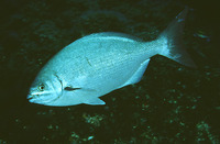 Kyphosus sectator, Bermuda sea chub: fisheries, gamefish, aquarium