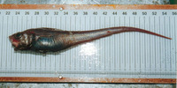 Nezumia bairdii, Marlin-spike grenadier: fisheries