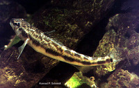 Percina maculata, Blackside darter: