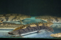 Polypterus weeksii, Mottled bichir: