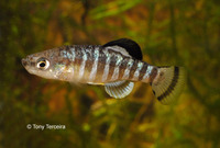 Aphanius anatoliae anatoliae, : aquarium