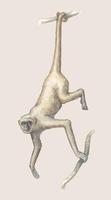 Image of: Brachyteles arachnoides (muriqui)