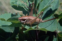 Pholidoptera littoralis