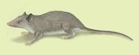 Image of: Microgale nasoloi (Nasolo's shrew tenrec)