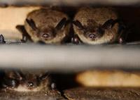 Image of: Myotis lucifugus (little brown bat)